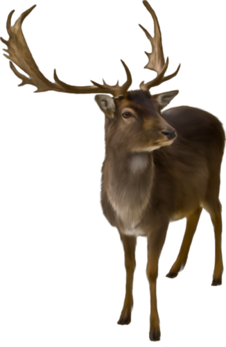 szarvas_59.png