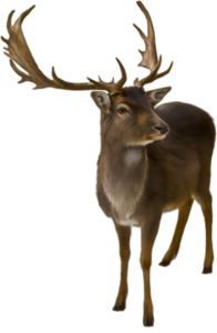 szarvas_6.png