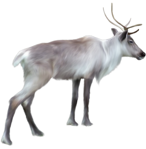 szarvas_60.png