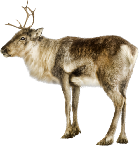szarvas_63.png
