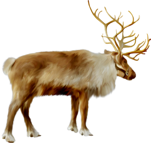szarvas_70.png