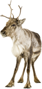 szarvas_9.png