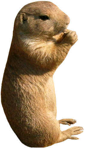 szurikata_11.png