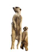 szurikata_2.png