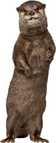 szurikata_4.png
