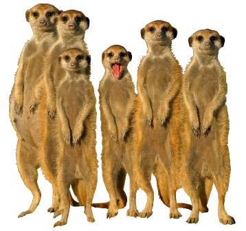 szurikata_5.png