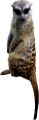 szurikata_10