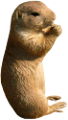szurikata_11