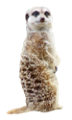 szurikata_8