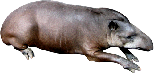 tapir_1.png