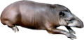 tapir_1