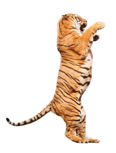 tigris_103.png
