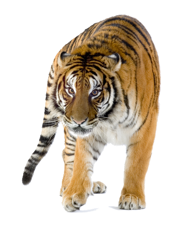 tigris_104.png