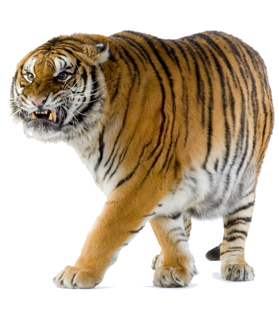 tigris_105.png