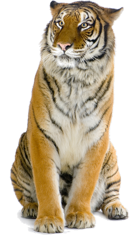 tigris_108.png