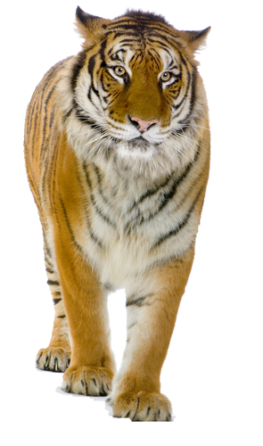 tigris_109.png