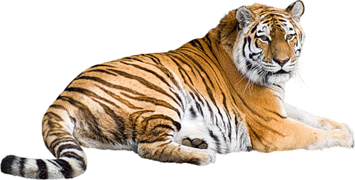 tigris_112.png