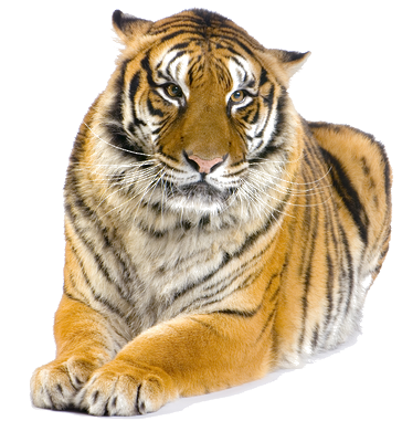 tigris_114.png