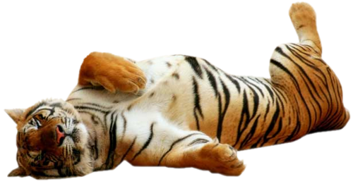 tigris_117.png