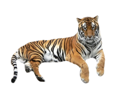 tigris_118.png