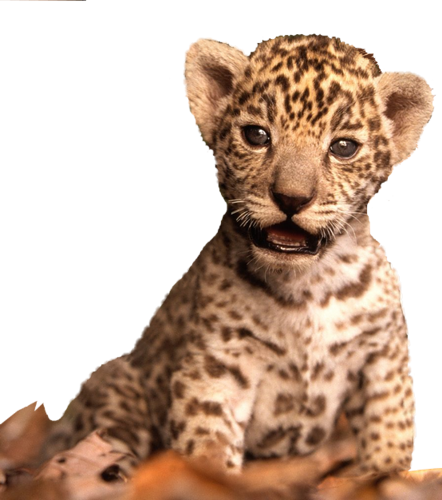 tigris_119.png