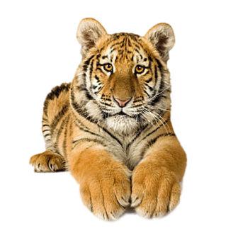tigris_12.png