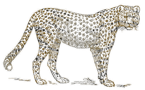 tigris_120.png