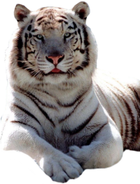 tigris_122.png