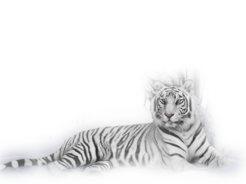 tigris_123.png