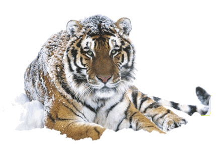tigris_127.gif