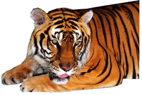 tigris_128.gif