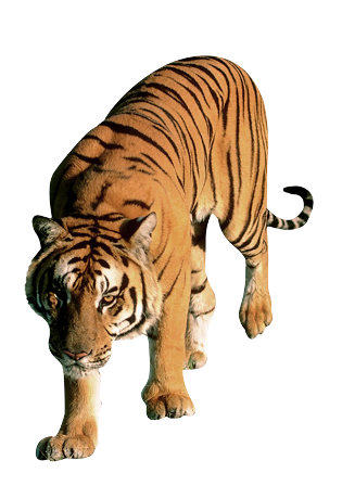 tigris_13.png