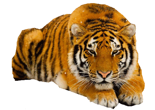 tigris_135.gif