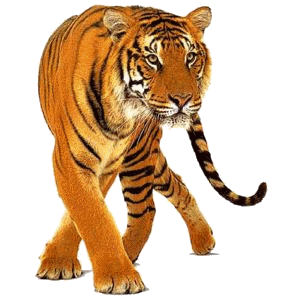 tigris_136.gif