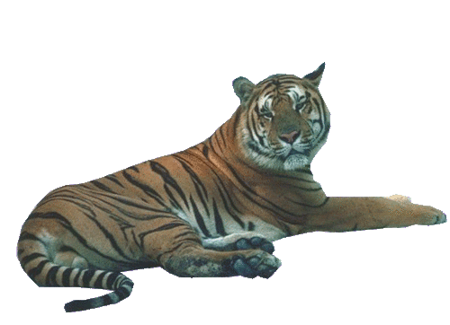 tigris_139.gif