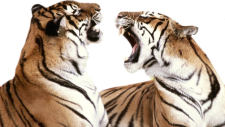 tigris_14.png