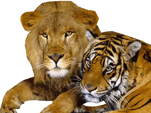 tigris_142.gif