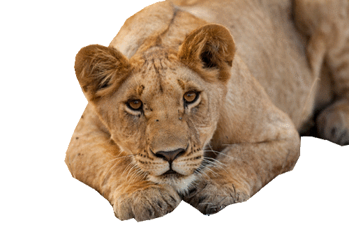 tigris_143.gif