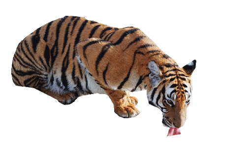 tigris_144.gif
