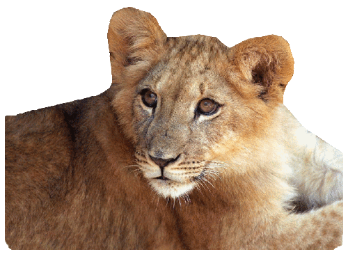 tigris_146.gif