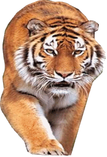 tigris_147.gif