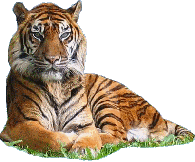 tigris_149.gif