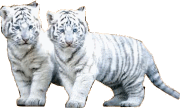 tigris_150.gif