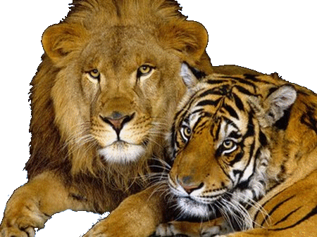 tigris_152.gif