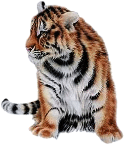 tigris_155.gif