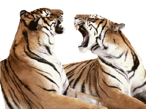 tigris_156.gif
