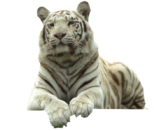 tigris_157.gif