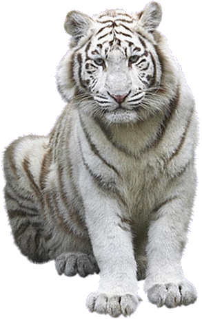 tigris_161.gif