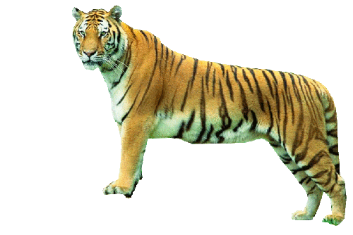 tigris_165.gif