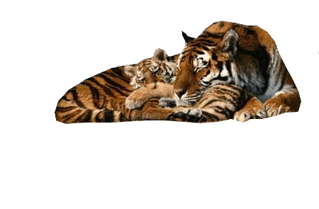 tigris_166.gif